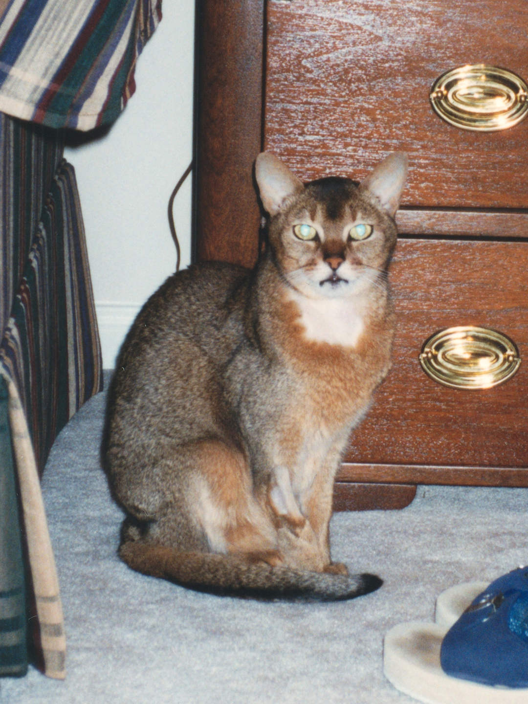 cat