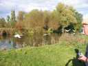 Swans