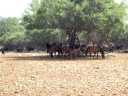 Horses